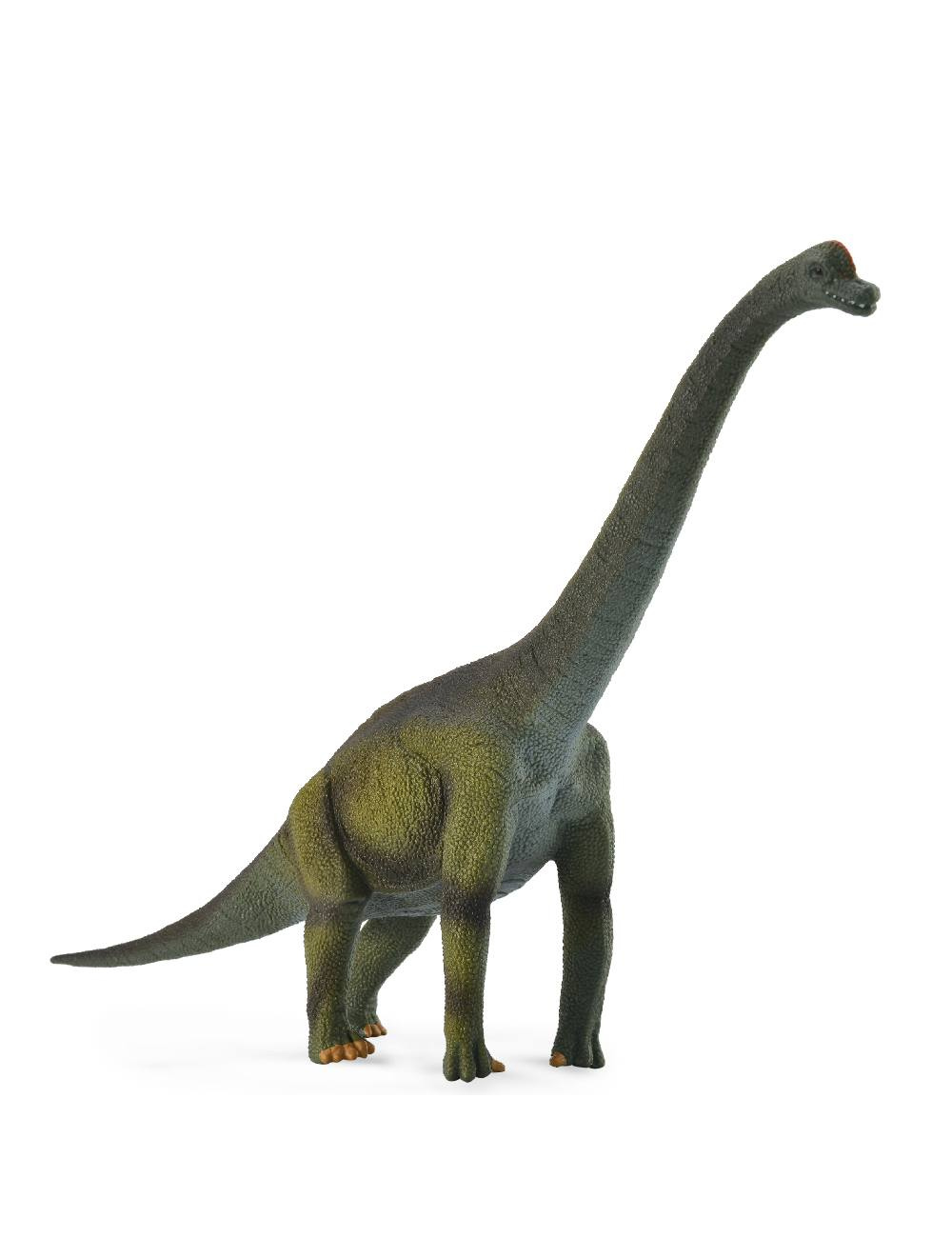 Brachiosaurus