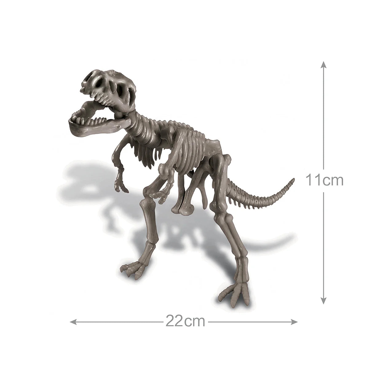 Natural History Museum Dig a Tyrannosaurus Rex Skeleton