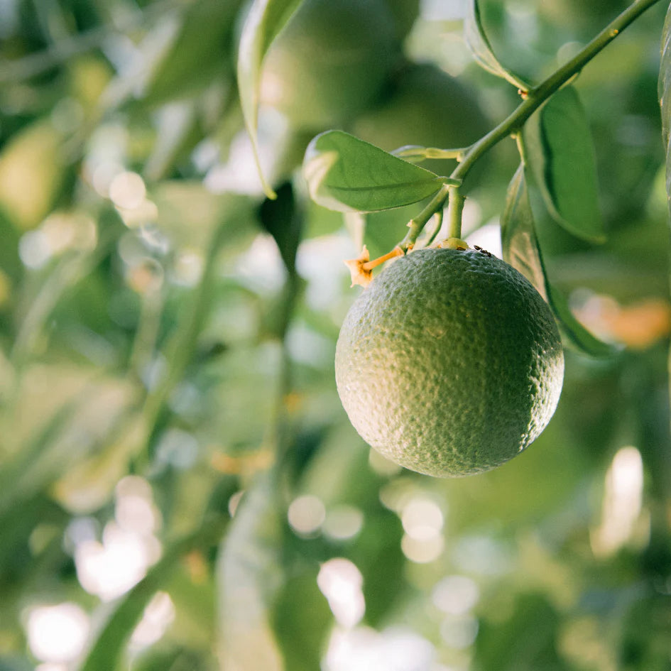 Grapefruit & Lime Scented Tin