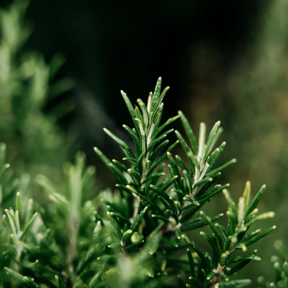 Bay &amp; Rosemary Reed Diffuser