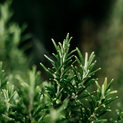 Bay &amp; Rosemary Reed Diffuser
